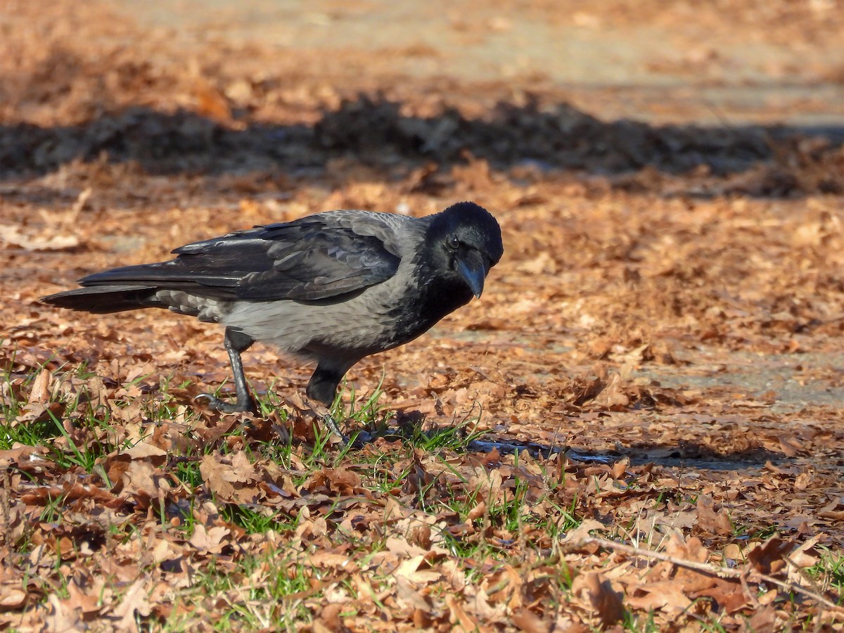 Corneille mantelée - ML648358370