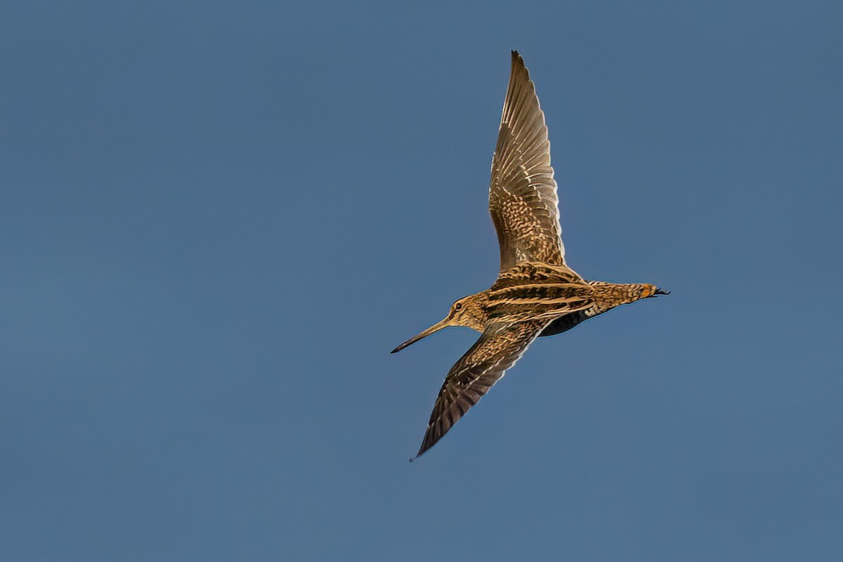 Common Snipe - ML648358406