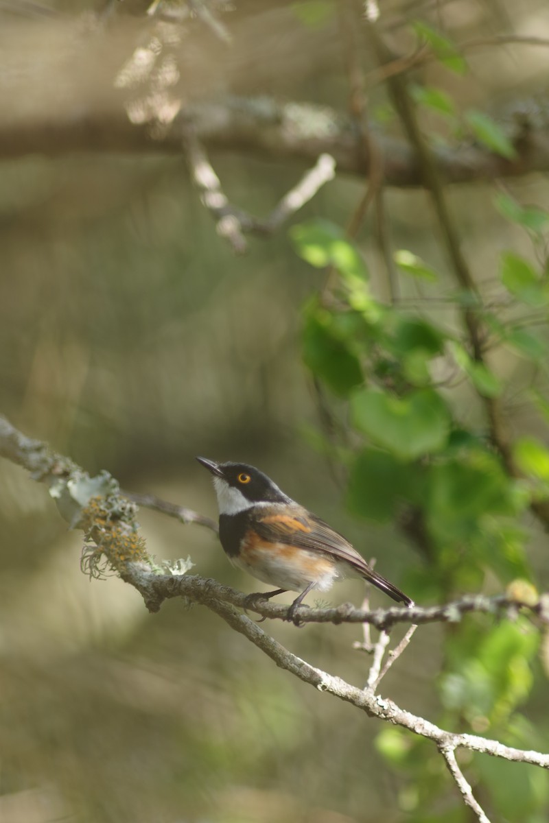 Cape Batis - ML648358672