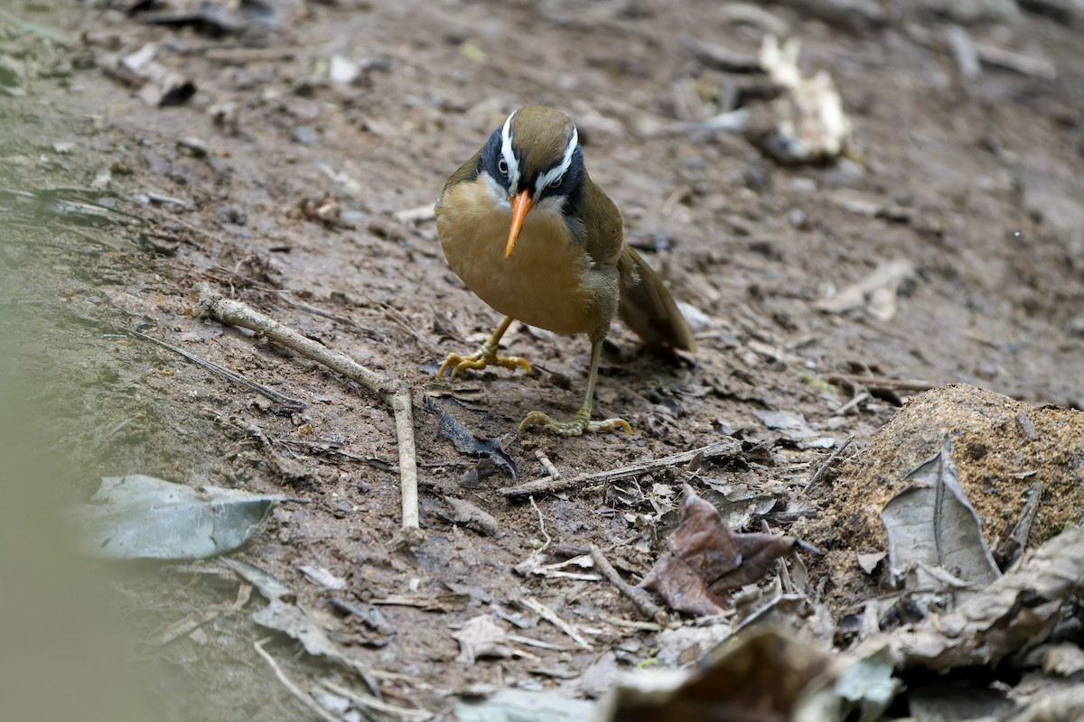 Brown-crowned Scimitar-Babbler (albogularis Group) - ML648359015