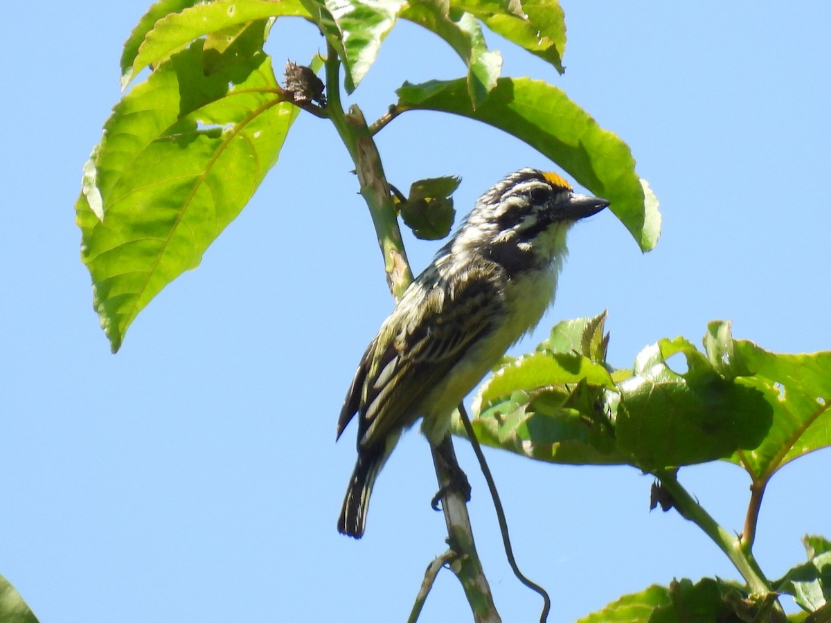 キビタイヒメゴシキドリ - ML648359046