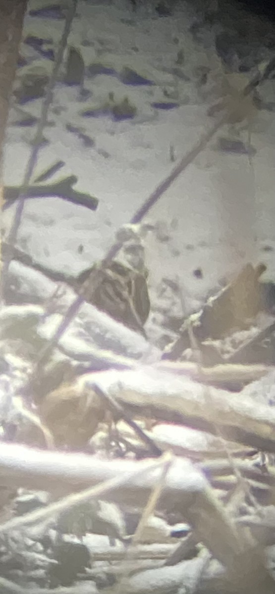 Jack Snipe - ML648359186