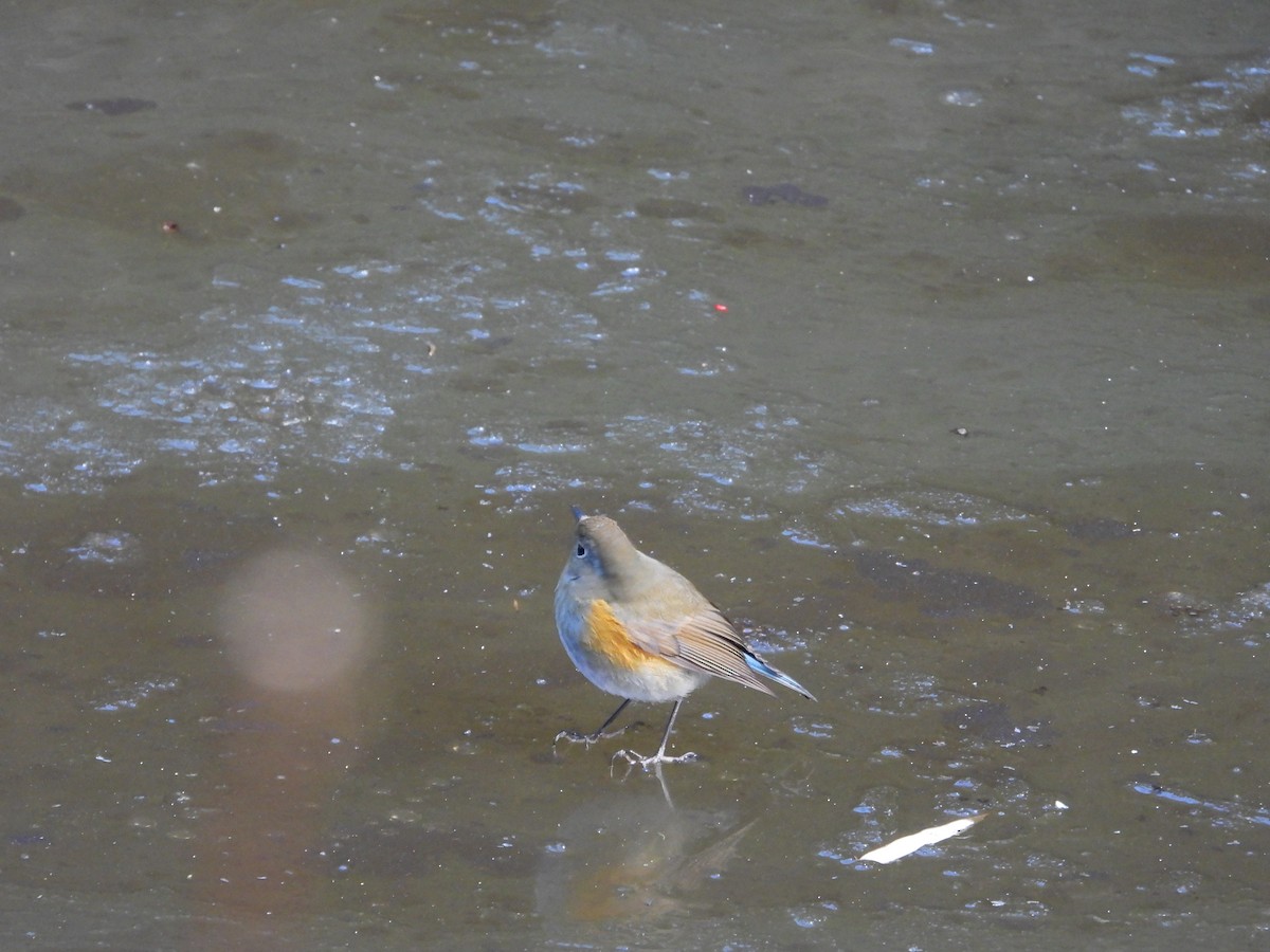 Himalayan Bluetail - ML648359270