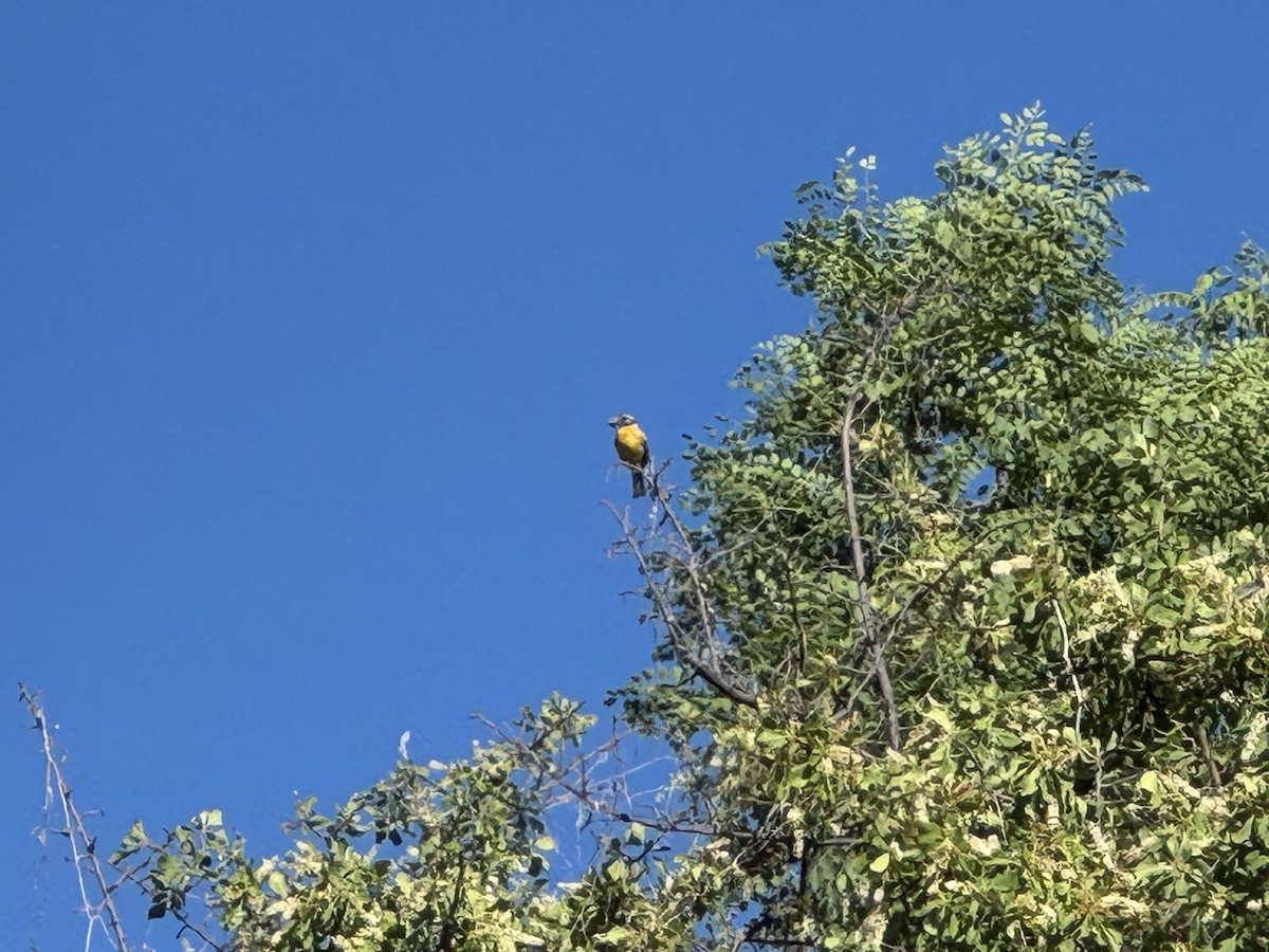 Golden-breasted Bunting - ML648359461