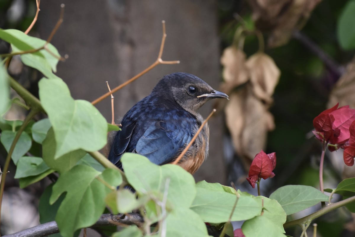 Hildebrandt's Starling - ML648360134