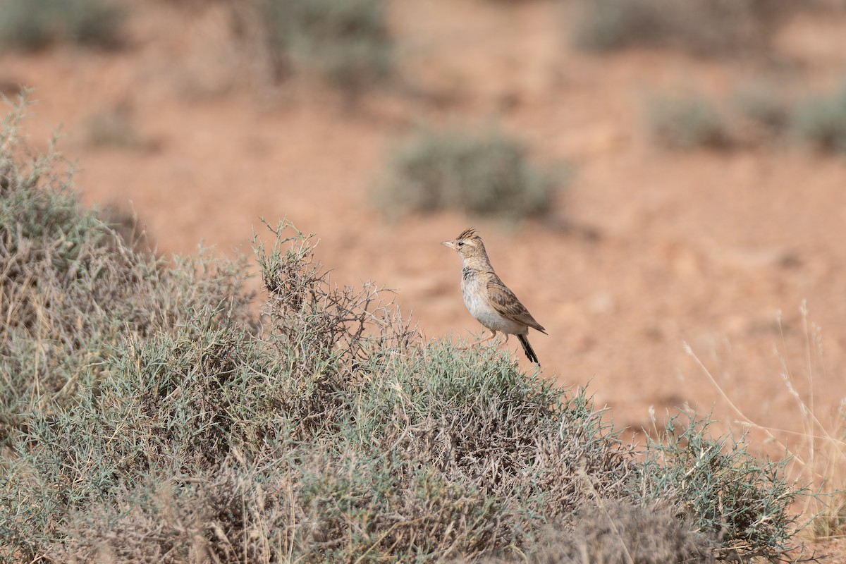 Greater Short-toed Lark - ML648360252