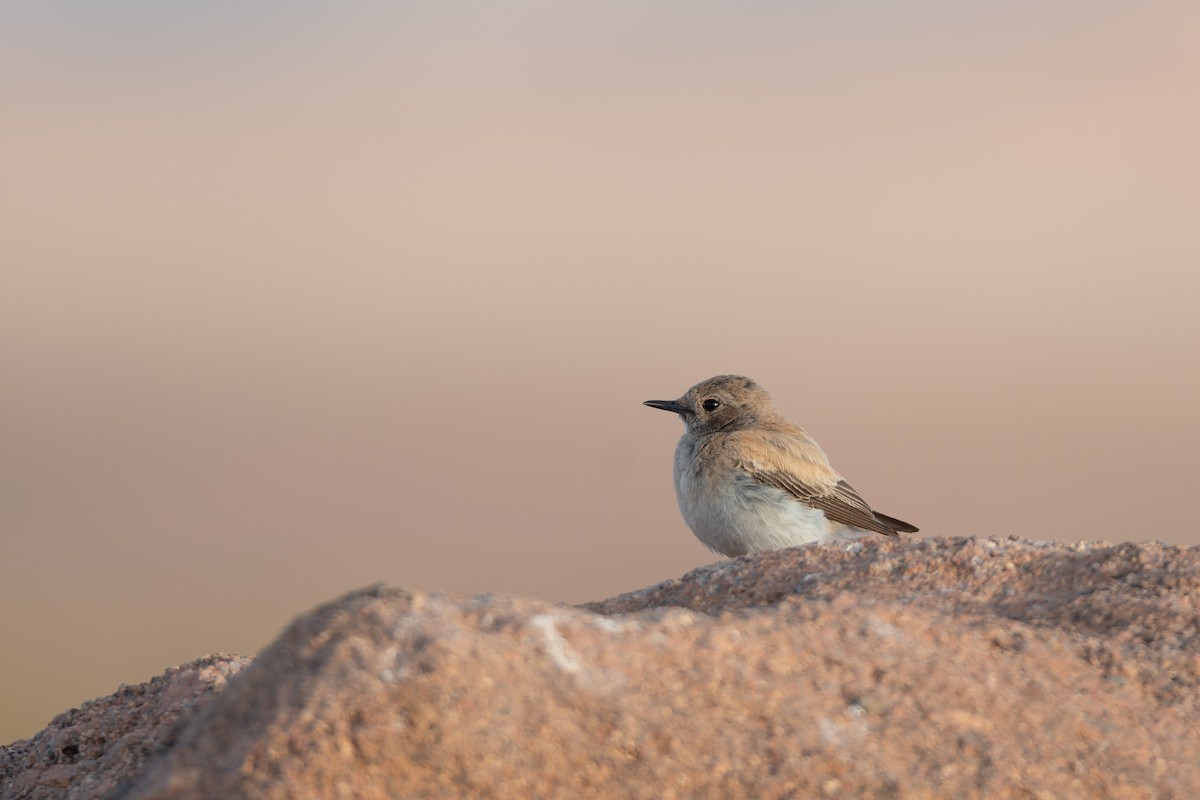 Desert Wheatear - ML648360307