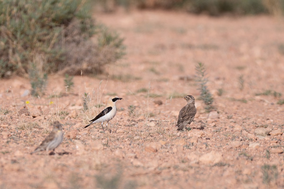 Western Black-eared Wheatear - ML648360370