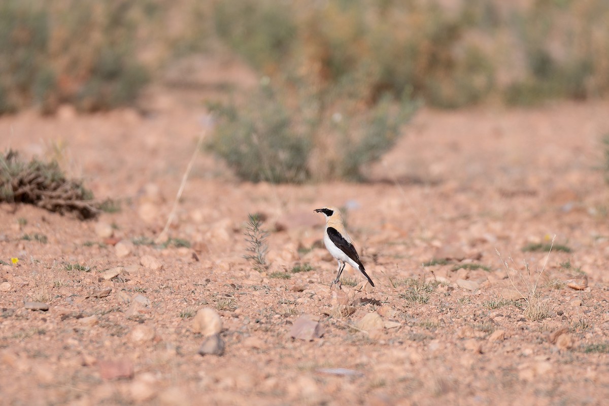 Western Black-eared Wheatear - ML648360371