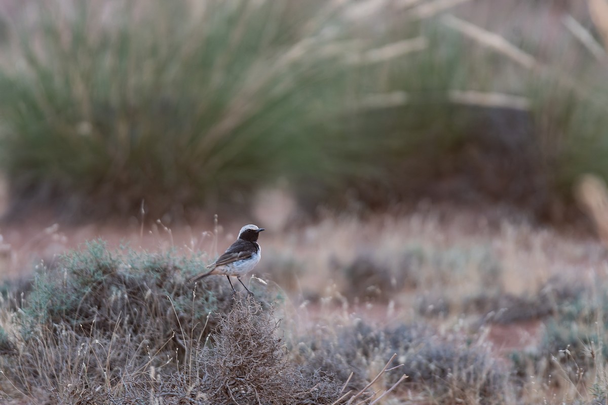 Red-rumped Wheatear - ML648360384