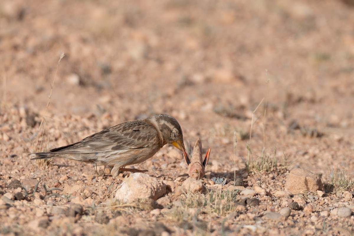 Rock Sparrow - ML648360394