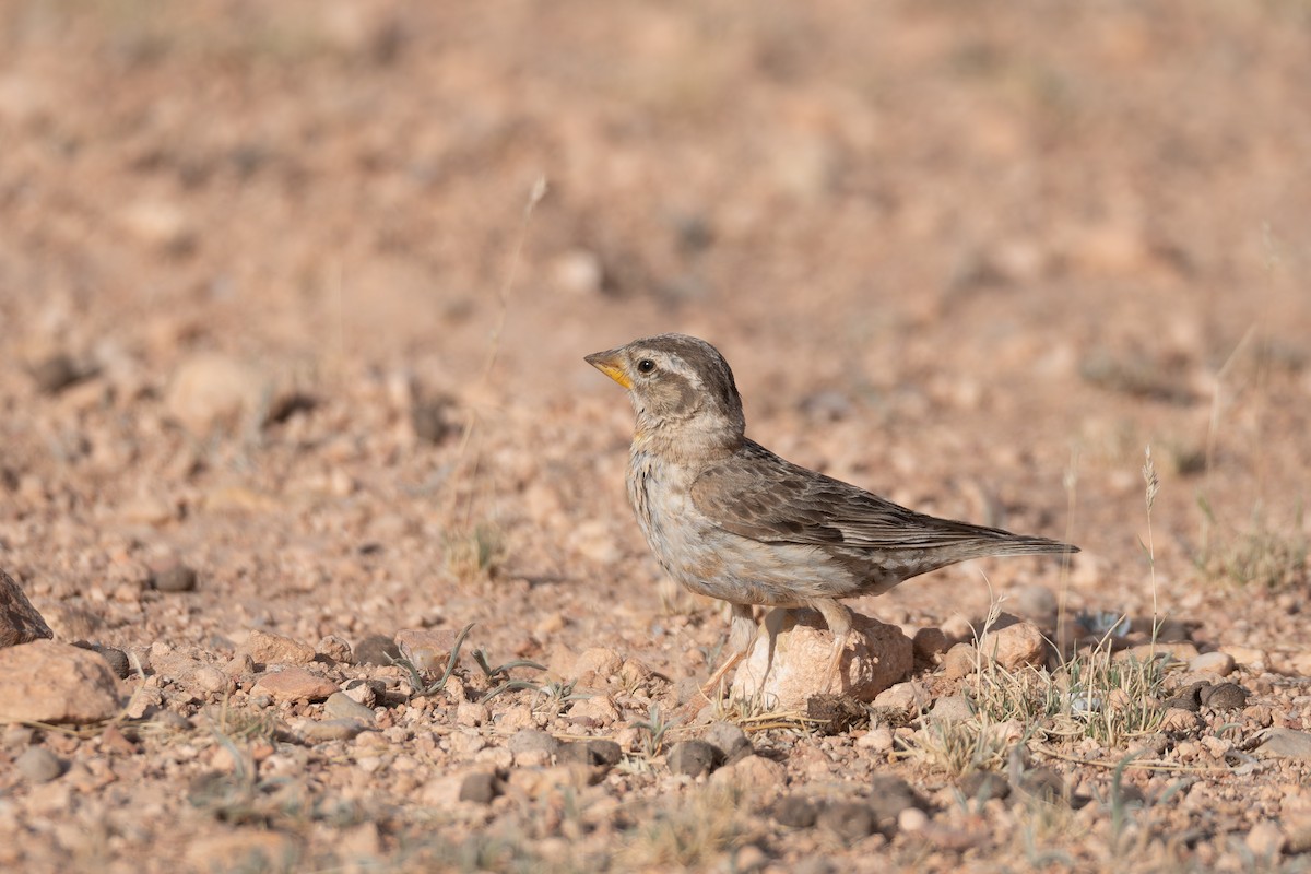 Rock Sparrow - ML648360395