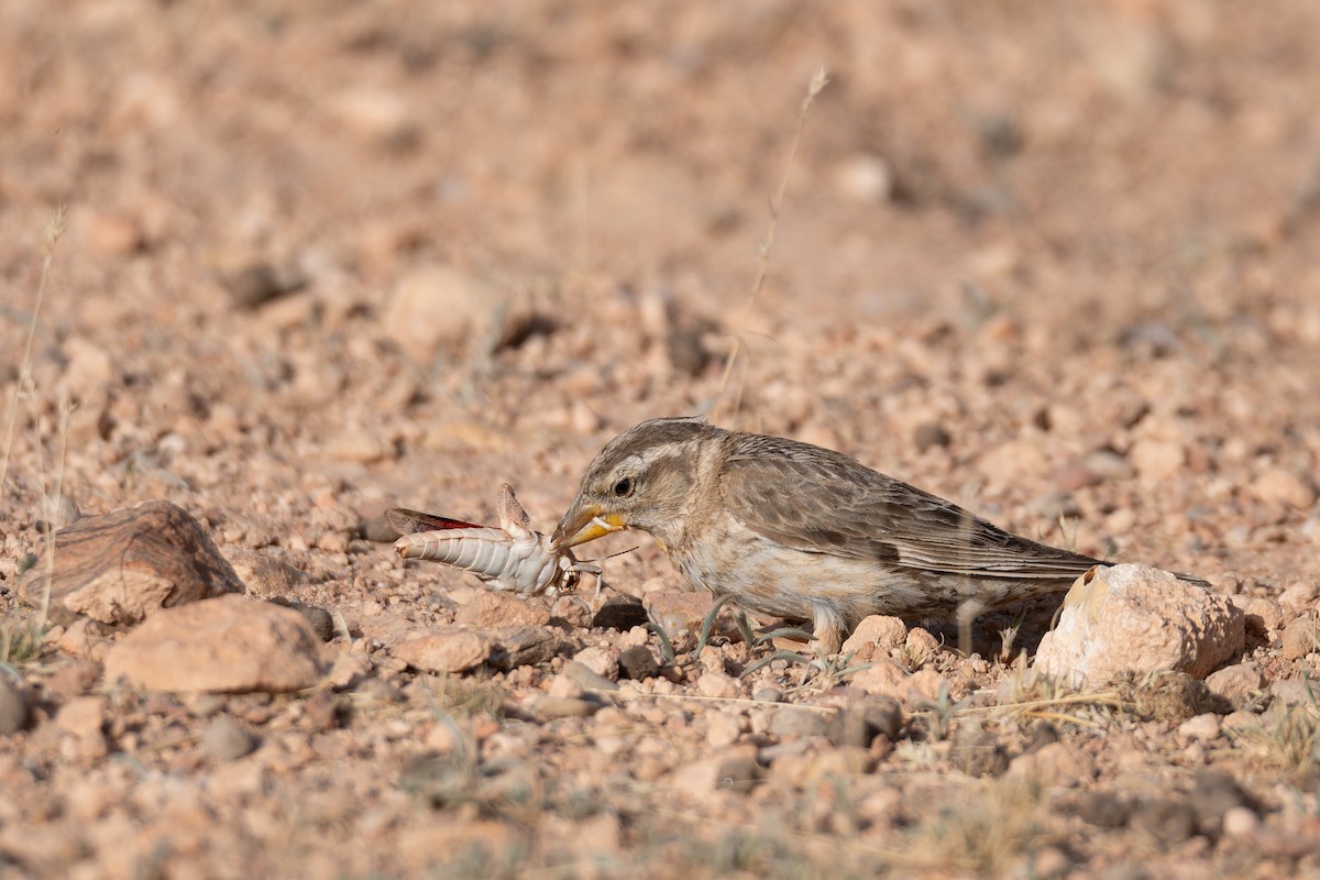 Rock Sparrow - ML648360396
