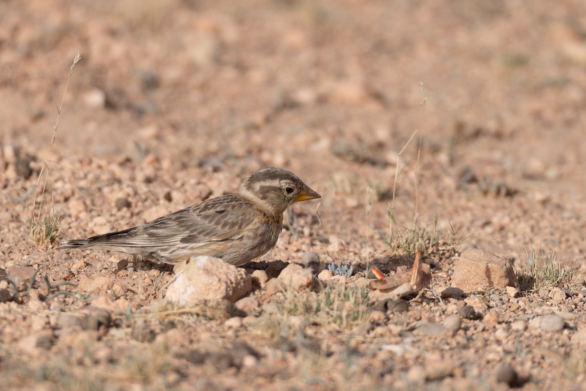 Rock Sparrow - ML648360397