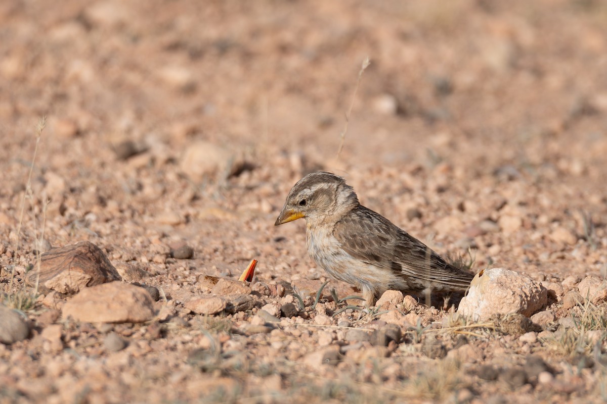 Rock Sparrow - ML648360400
