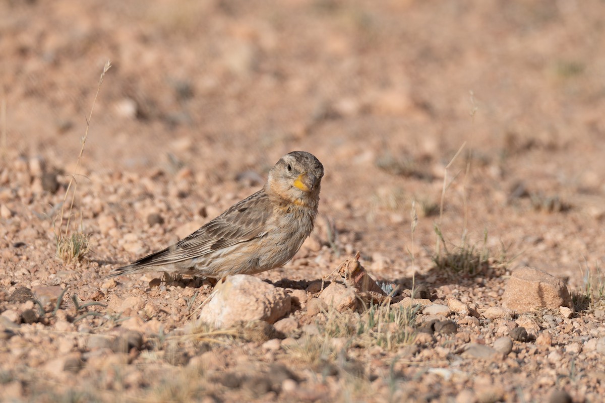 Rock Sparrow - ML648360401