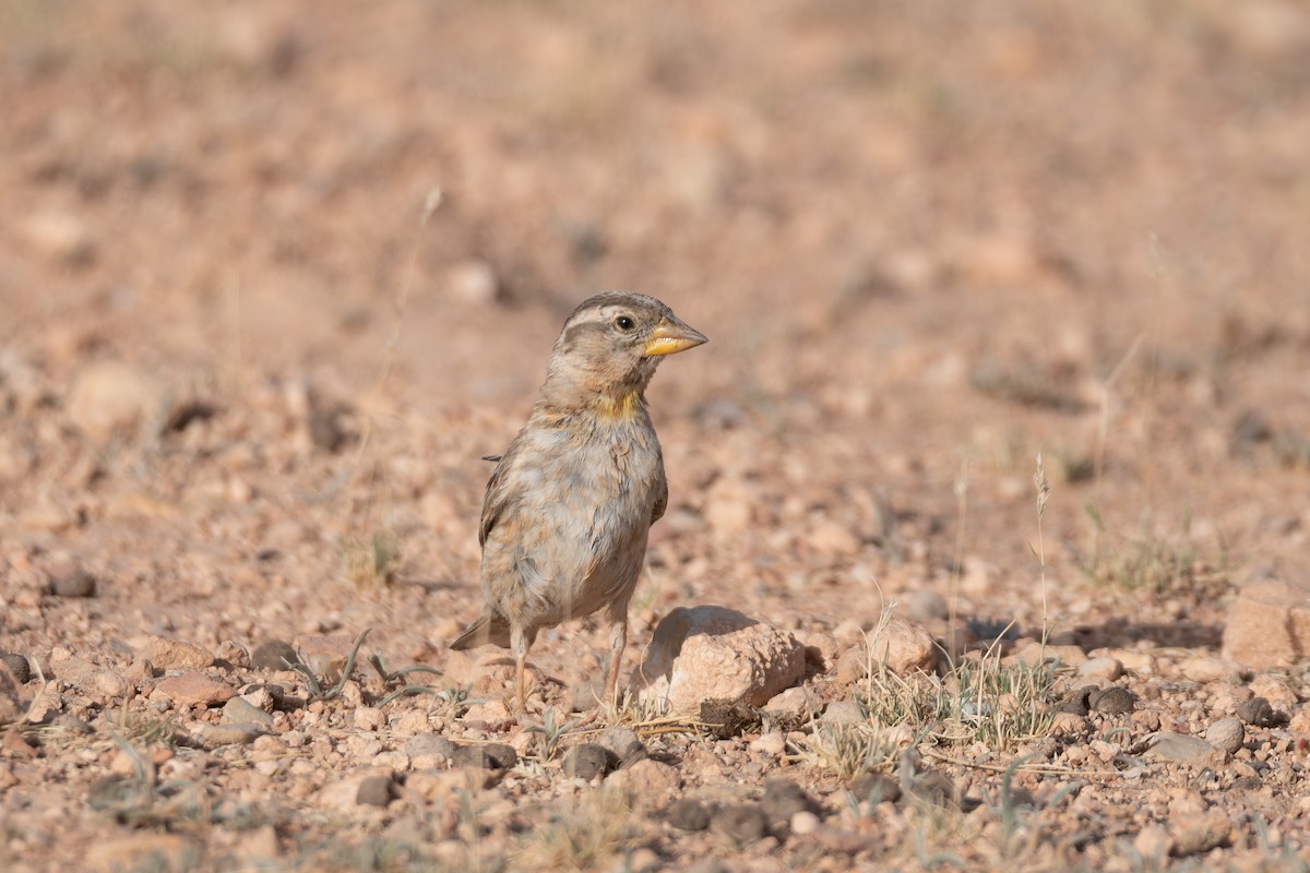 Rock Sparrow - ML648360402