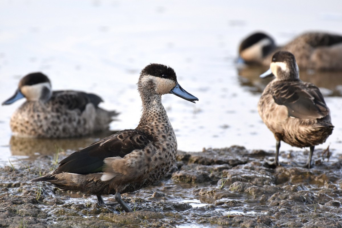 Blue-billed Teal - ML648360467