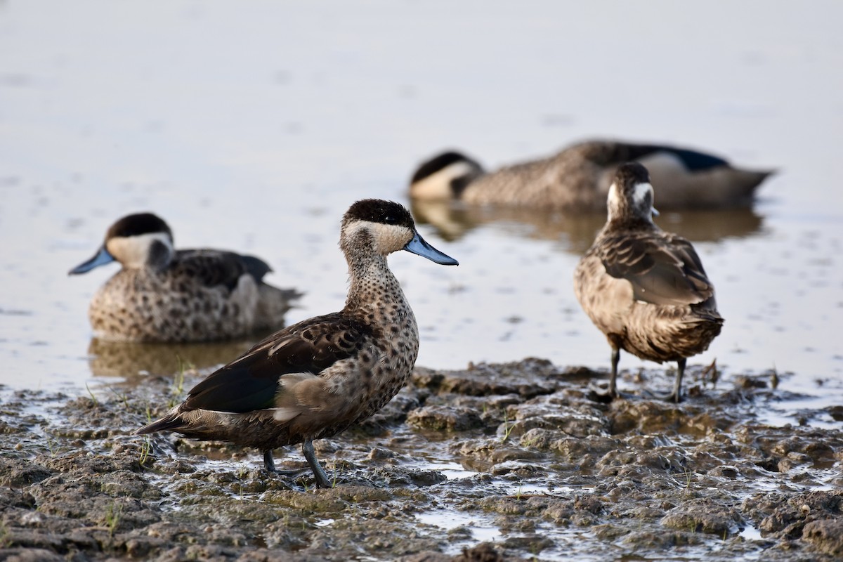Blue-billed Teal - ML648360468