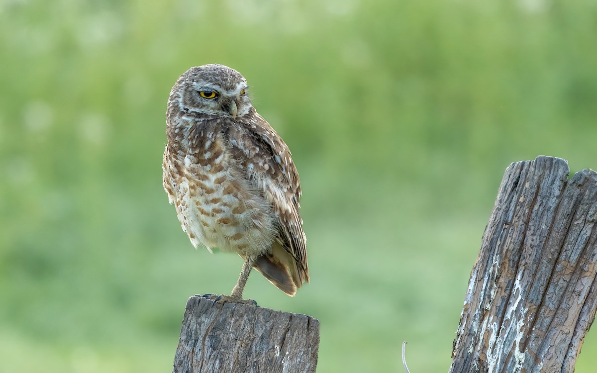 graveugle - ML648361423