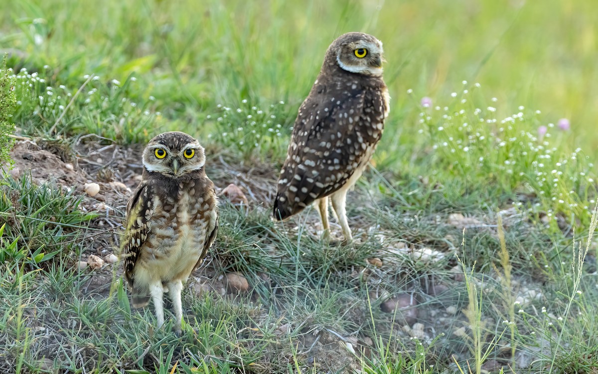 graveugle - ML648361424