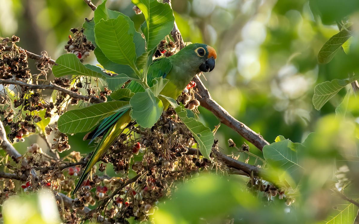 gullpanneparakitt - ML648361432