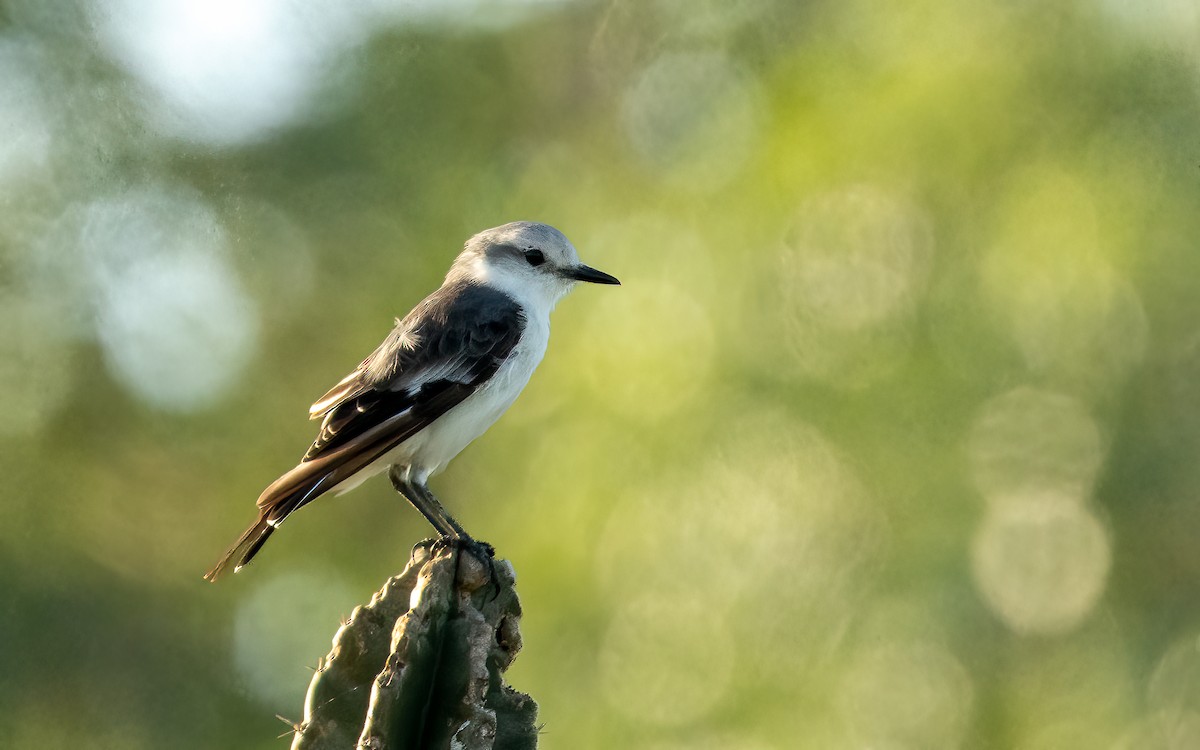 hvitgumptyrann - ML648361533