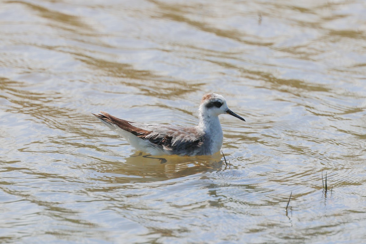 Thorshühnchen - ML648361666