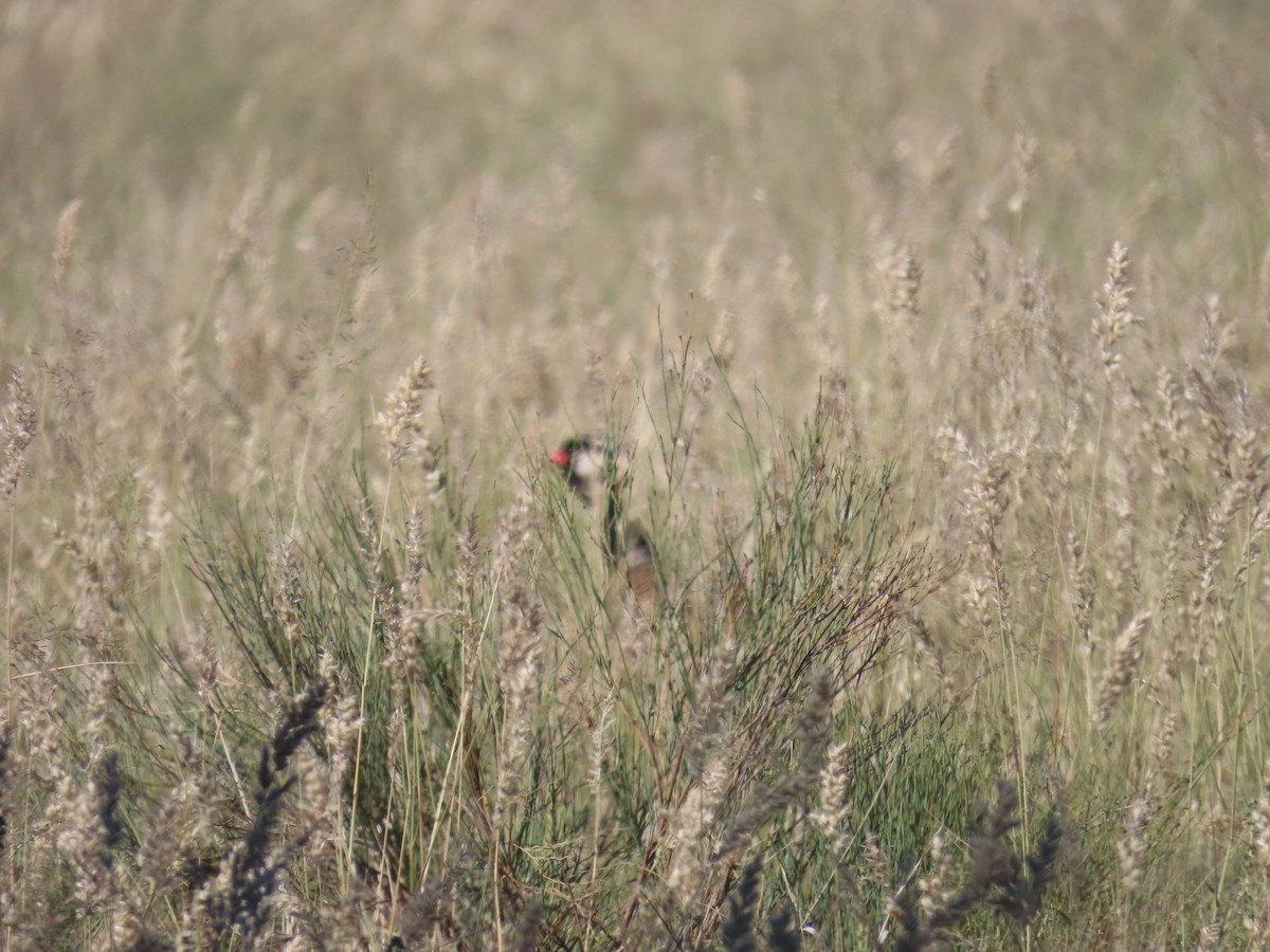 White-quilled Bustard - ML648361686
