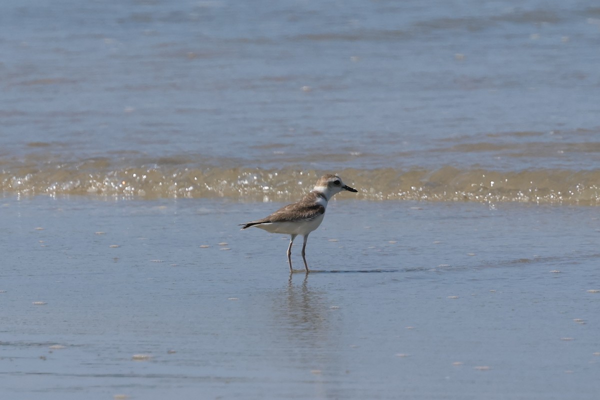Weißgesicht-Regenpfeifer - ML648361692