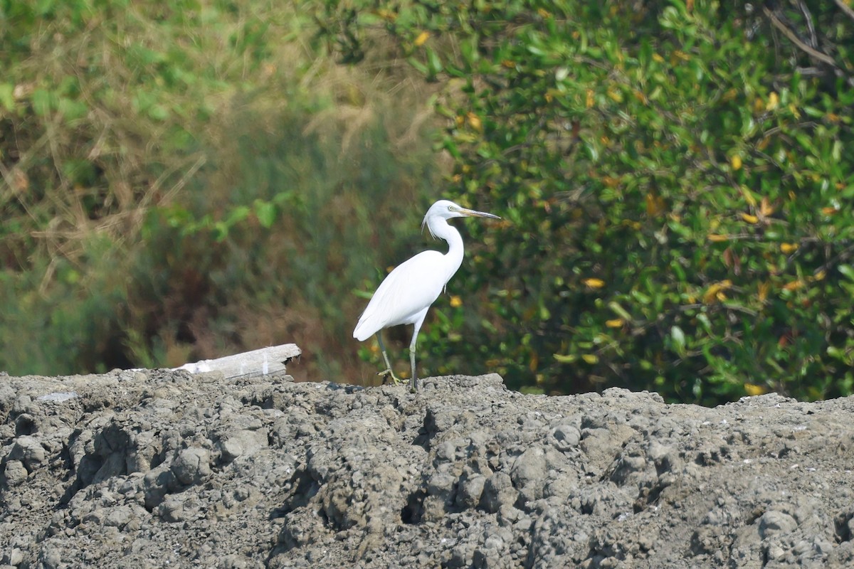 Schneereiher - ML648361742