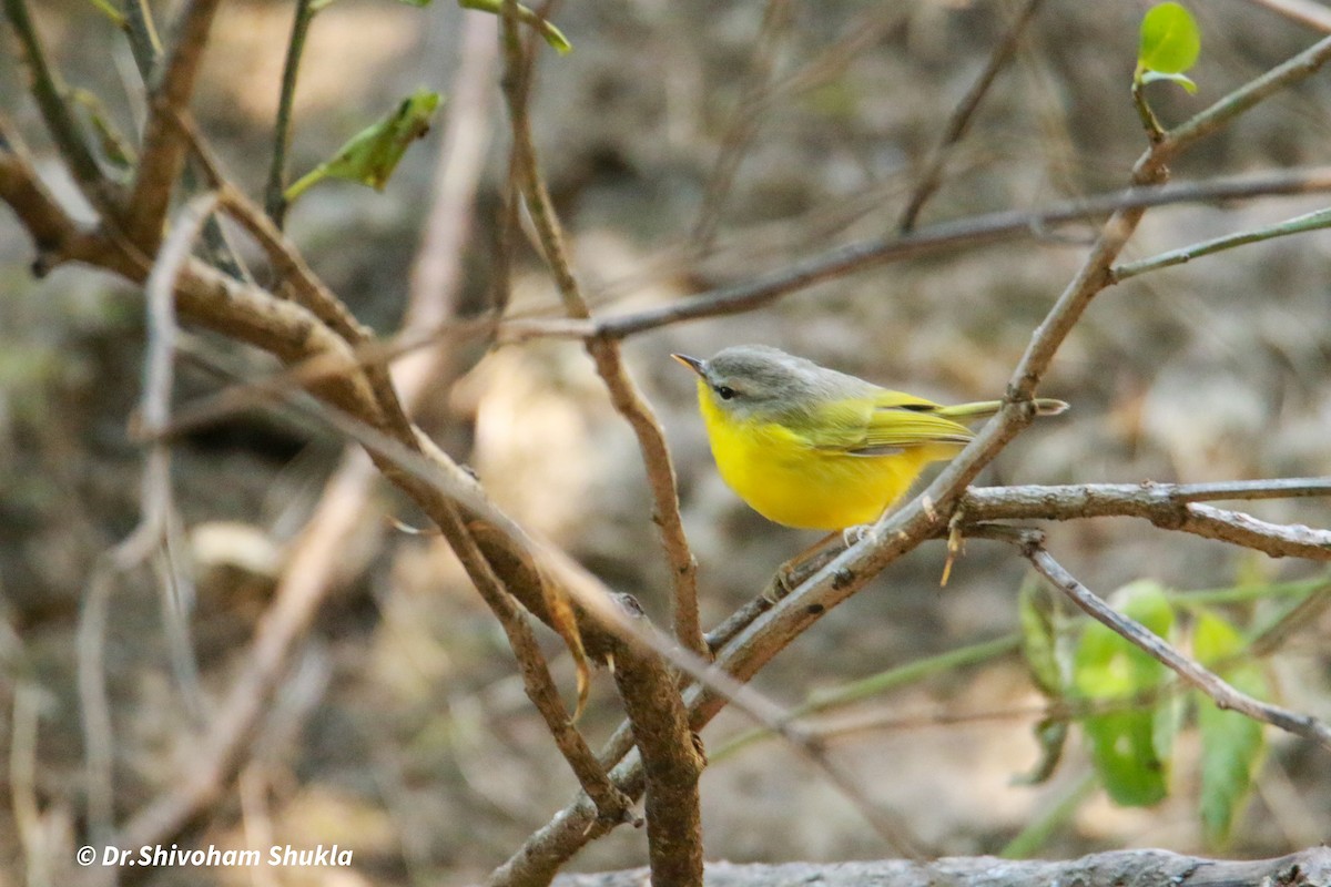 Graukopf-Laubsänger - ML648362080