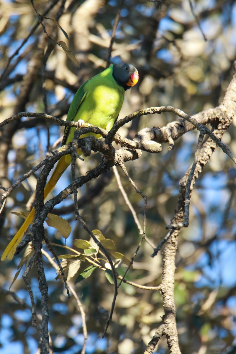 Himalajasittich - ML648362149