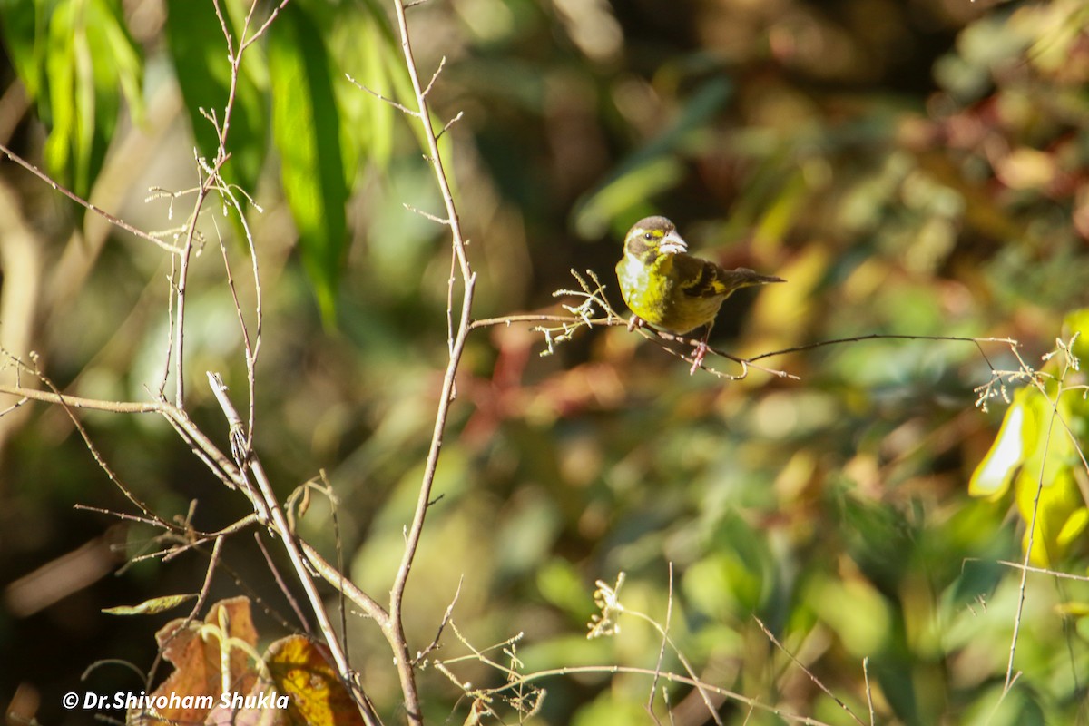 Himalajagrünfink - ML648362204