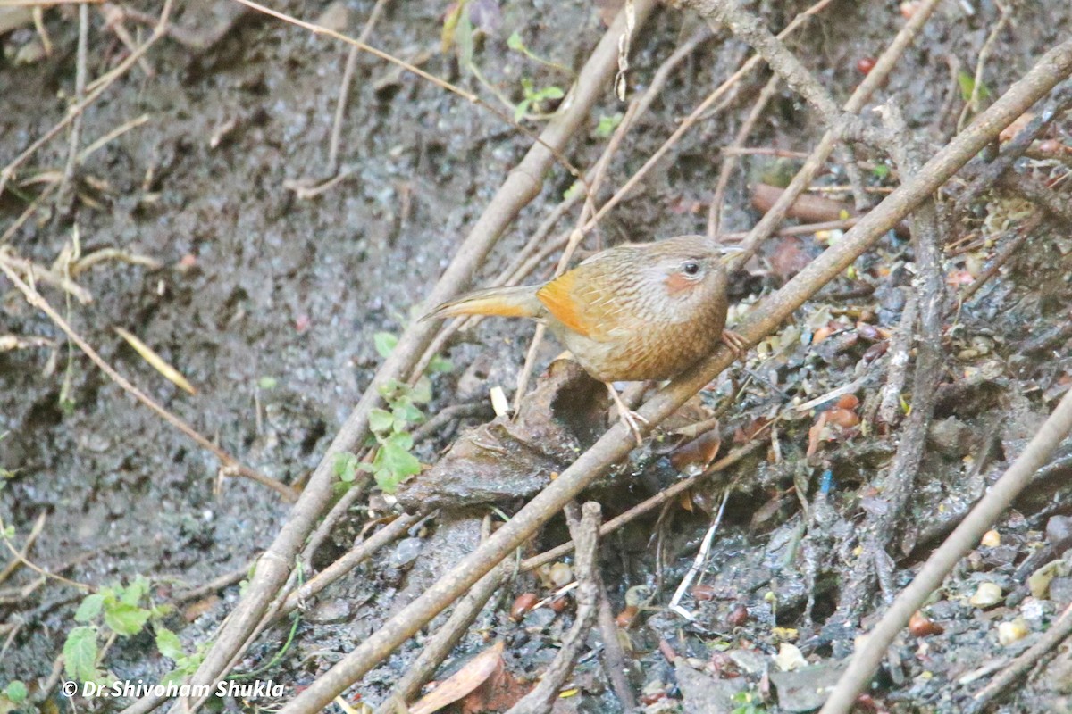 Borstenhäherling - ML648362406