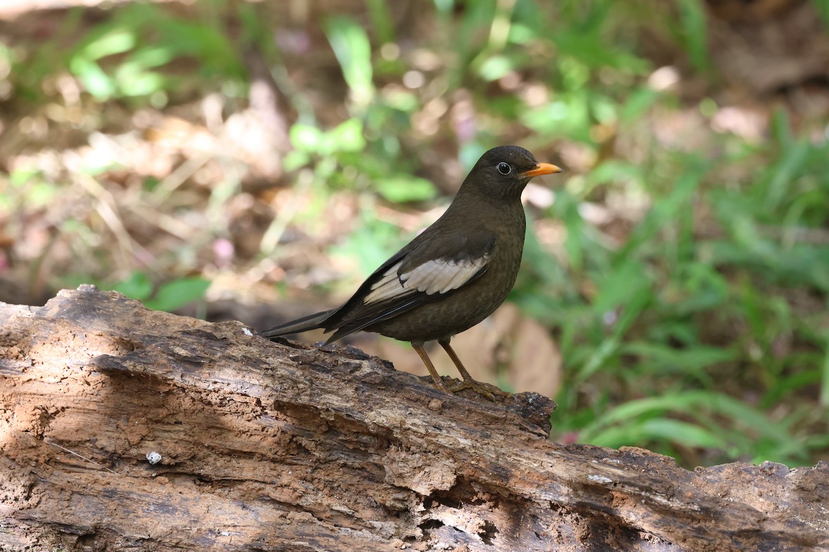 Bülbülamsel - ML648362429