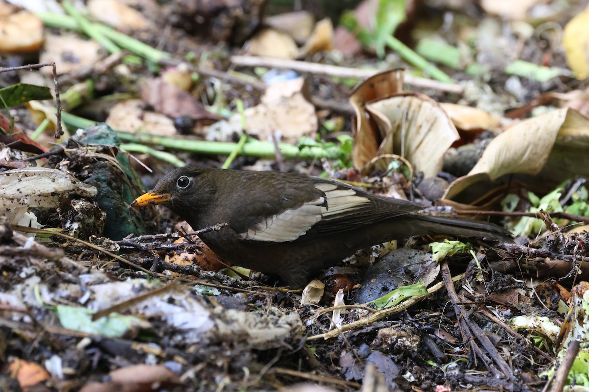 Bülbülamsel - ML648362430