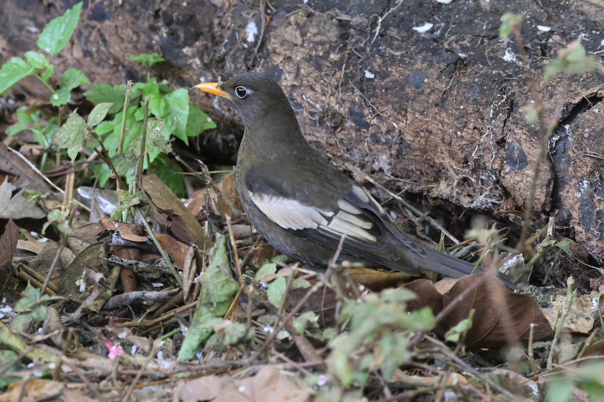 Bülbülamsel - ML648362431