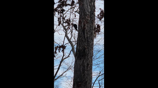 Хохлатая желна - ML648362450