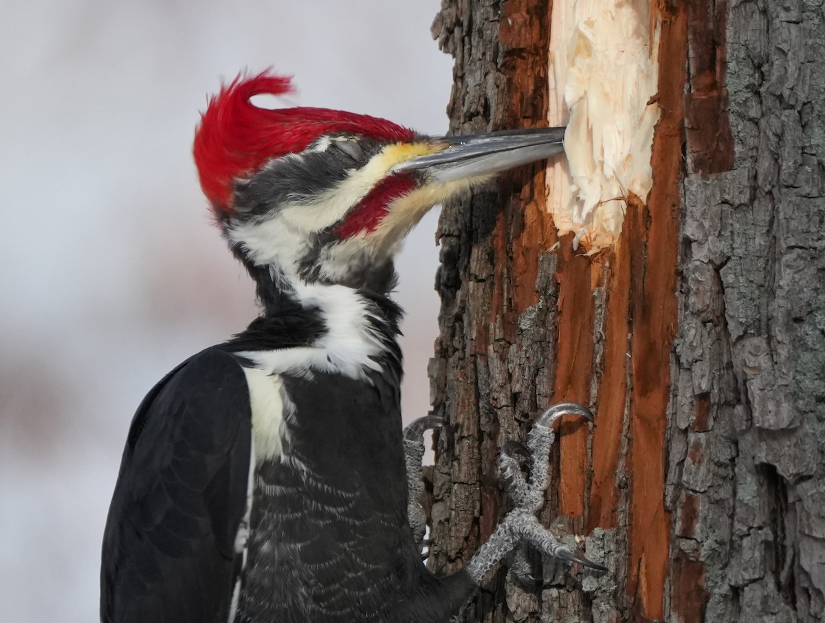 Pileated Woodpecker - ML648362960