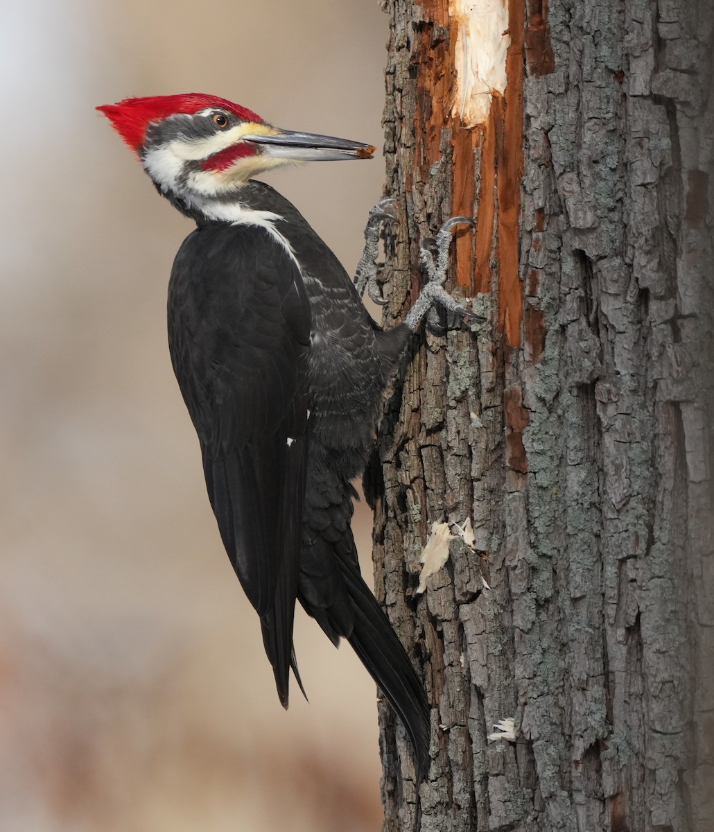 Pileated Woodpecker - ML648362961