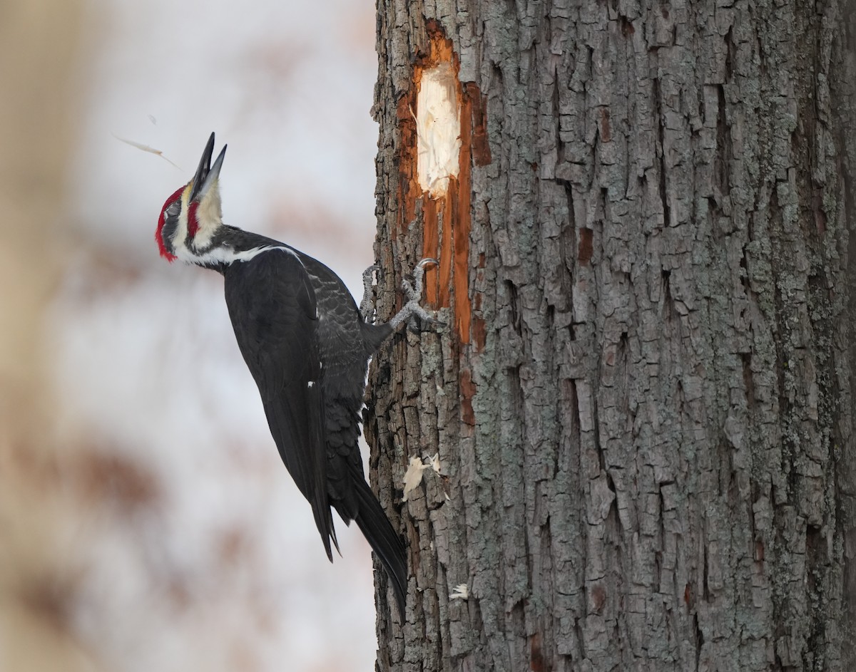 Pileated Woodpecker - ML648362962
