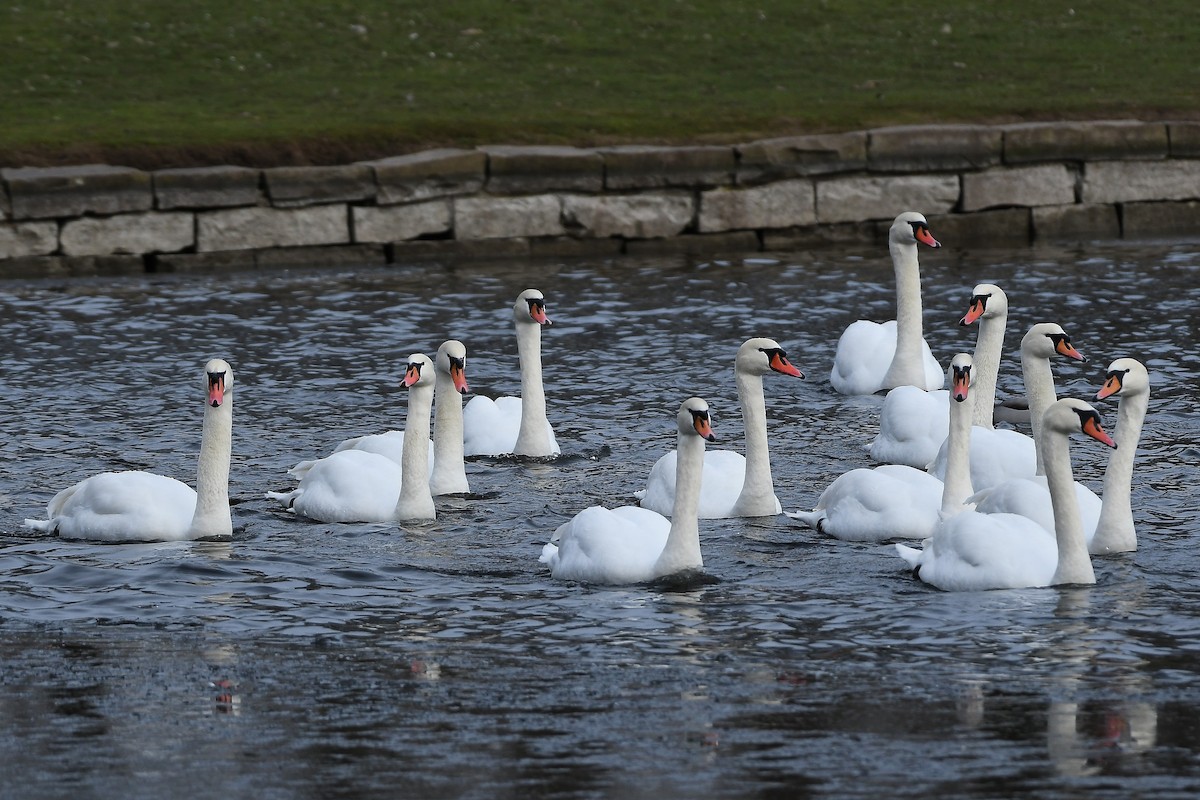 Mute Swan - ML648363147
