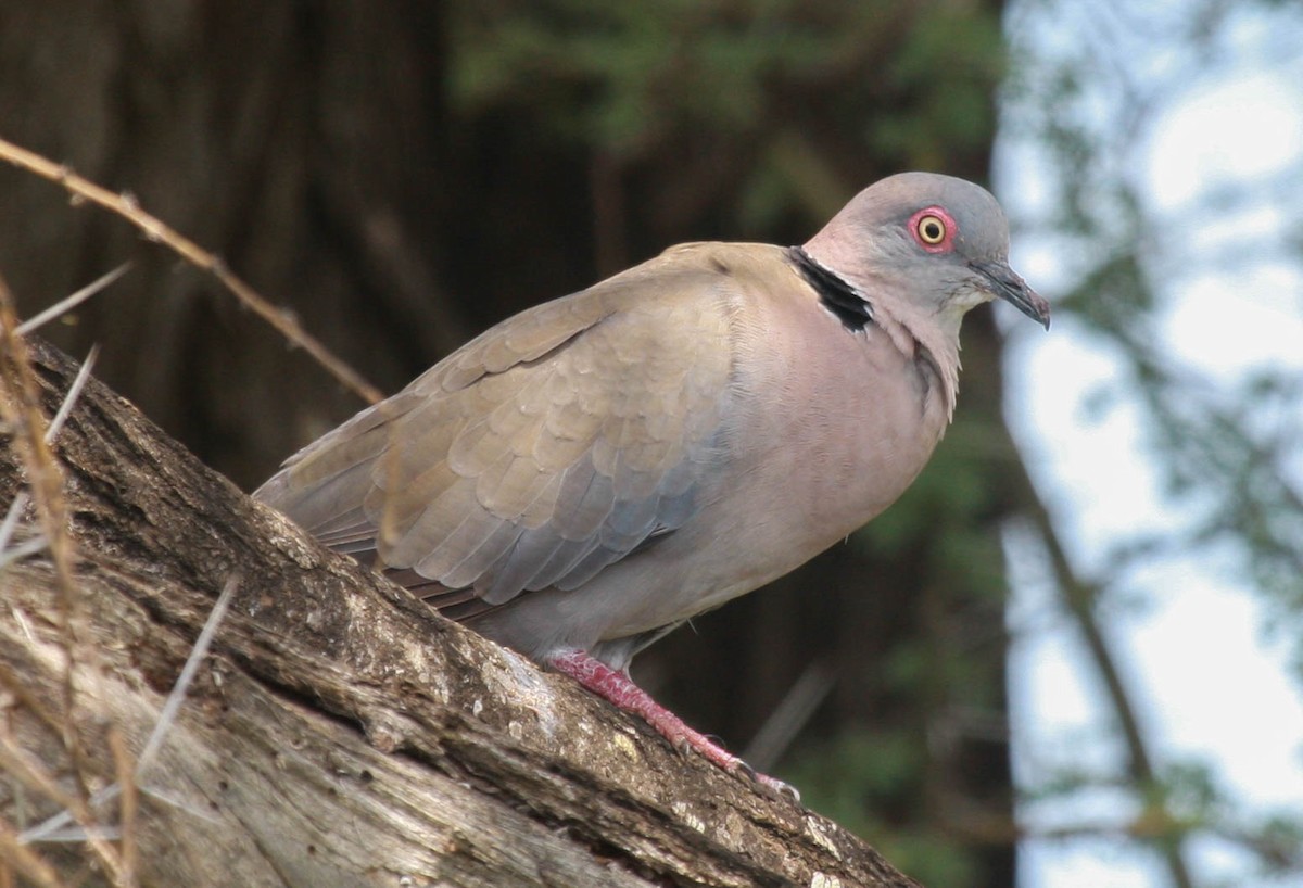 Tourterelle pleureuse - ML648363418