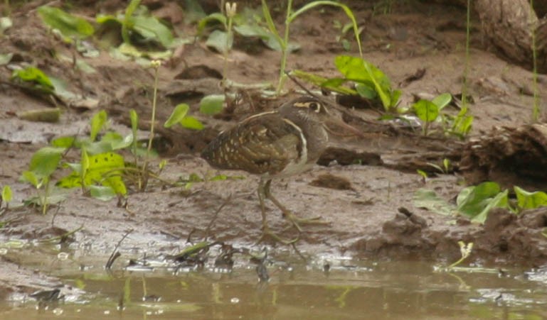 Rhynchée peinte - ML648363431