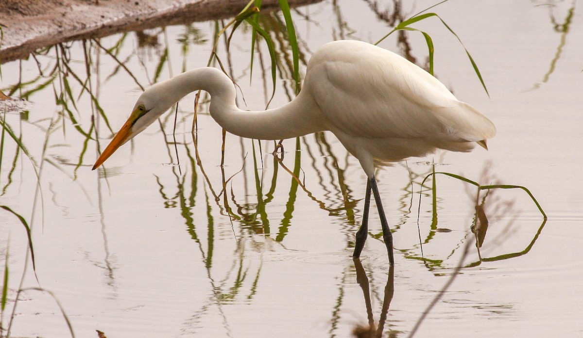 Grande Aigrette - ML648363443