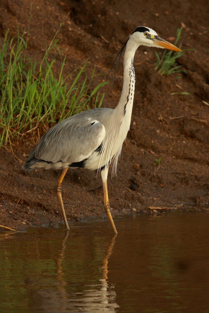 Gray Heron - Anonymous