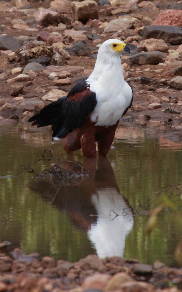 Pygargue vocifer - ML648363452