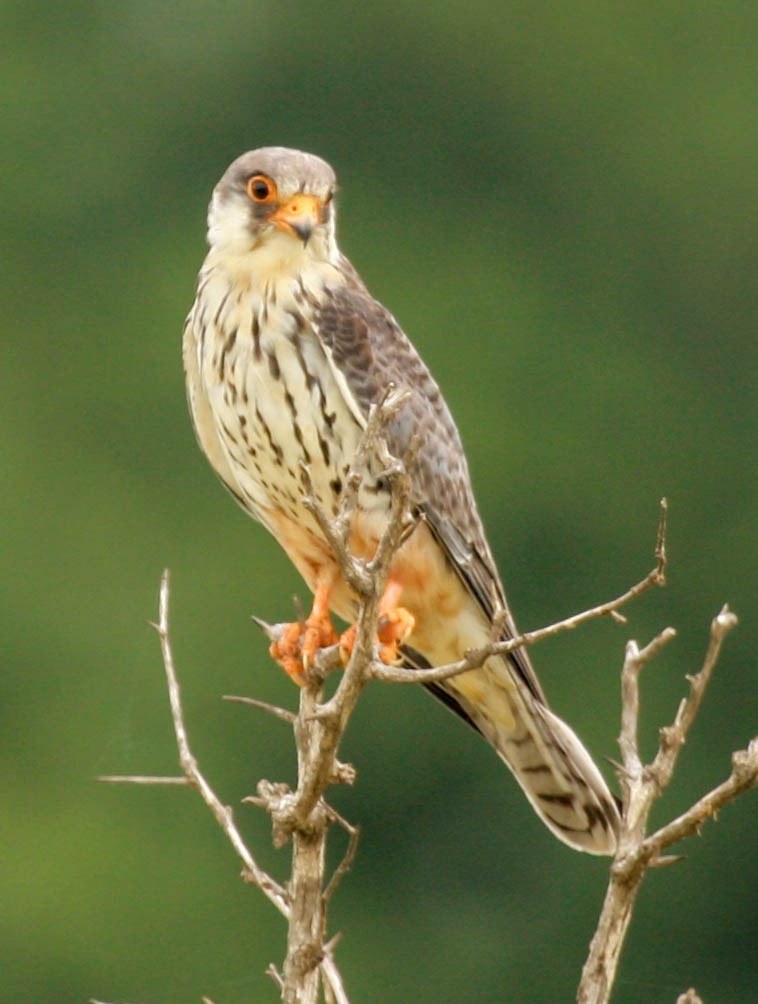 Faucon de l'Amour - ML648363456