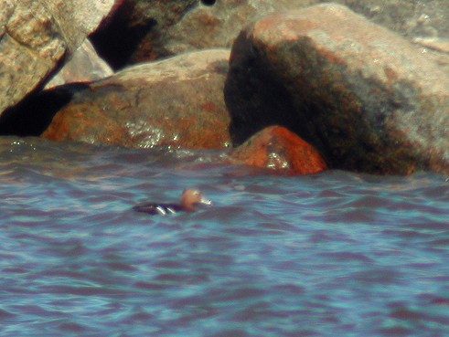 stellerand - ML648363504